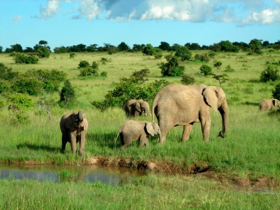 Sloni so postali simbol zvestobe in zaščitništva. Foto: WWF Canon